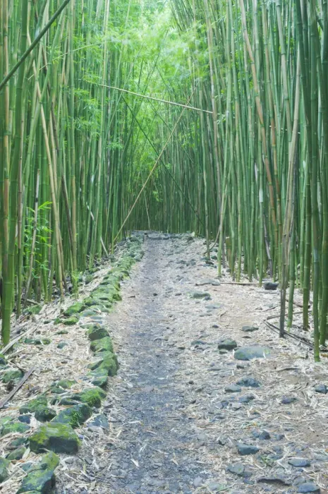 Framed Print : Pipiwai Trail through Bamboo (Poaceae) forest. Maui, Hawaii, February Framed Print : Pipiwai Trail through Bamboo (Poaceae) forest. Maui, Hawaii, February