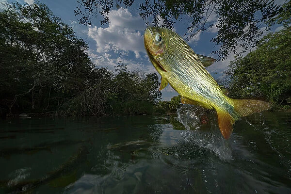 Piraputanga (Brycon hilarii) fish jumping out of water to catch fruit on overhanging branches, Brazil