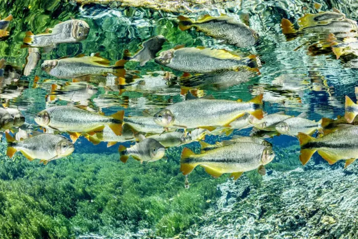 Framed Print : Piraputanga, (Brycon hilarii) reflected on the water surface, Aquario Natural, Bonito Framed Print : Piraputanga, (Brycon hilarii) reflected on the water surface, Aquario Natural, Bonito