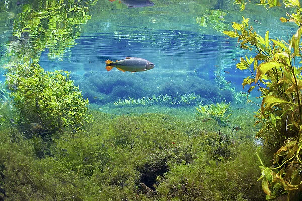 Piraputanga fish (Brycon hilarii) in underwater landscape, Aquario Natural, Rio Baia Bonito, Bonito area, Serra da Bodoquena (Bodoquena Mountain Range), Mato Grosso do Sul, Brazil