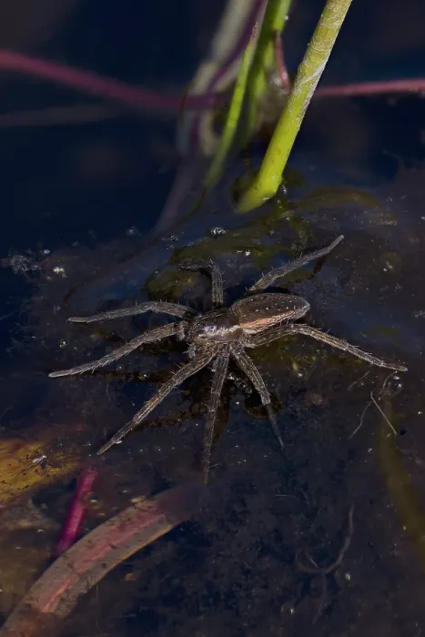 Framed Print : Pirate wolf spider (Pirata piraticus) resting on water surface, Norfolk, England, UK. July. Focus stacked Framed Print : Pirate wolf spider (Pirata piraticus) resting on water surface, Norfolk, England, UK. July. Focus stacked