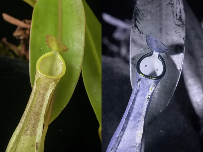Framed Print : Pitcher plant (Nepenthes reinwardtiana) viewed under visible light and reflected ultraviolet, showing 'eye spots' inside pitcher Framed Print : Pitcher plant (Nepenthes reinwardtiana) viewed under visible light and reflected ultraviolet, showing 'eye spots' inside pitcher