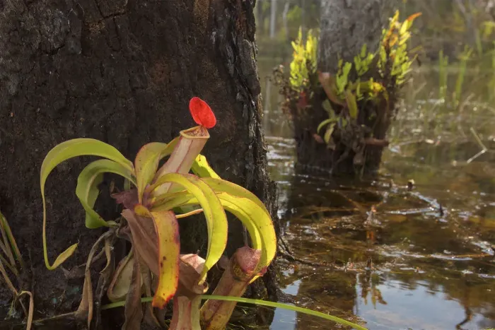 Framed Print : Pitcher Plant (Nepenthes sp. ) growing in Sheldon Lagoon, Cape York Peninsula, Queensland Framed Print : Pitcher Plant (Nepenthes sp. ) growing in Sheldon Lagoon, Cape York Peninsula, Queensland