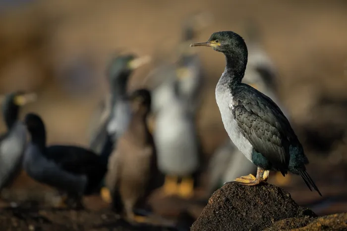 Framed Print : Pitt shags (Phalacrocorax featherstoni) roosting on rocky ledge, Rangatira Island, Chatham Islands, New Zealand. Endangered