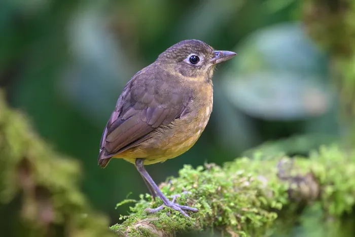 Framed Print : Plain-backed antpitta (Grallaria haplonota) perched on branch in rainforest understorey, buffer zone, Sumaco National Park, Amazon slope, Ecuador Framed Print : Plain-backed antpitta (Grallaria haplonota) perched on branch in rainforest understorey, buffer zone, Sumaco National Park, Amazon slope, Ecuador