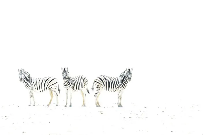 Framed Print : Plains zebra (Equus burchelli) three on dried mud plains, Etosha National Park, Namibia Framed Print : Plains zebra (Equus burchelli) three on dried mud plains, Etosha National Park, Namibia