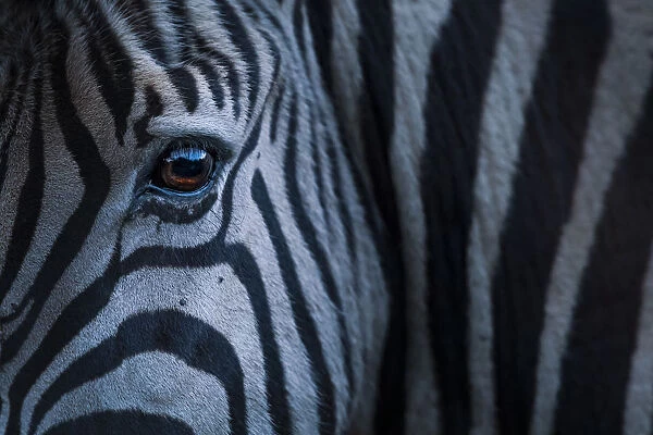 Plains zebra (Equus quagga) close up of face, Kariega Game Reserve. South Africa