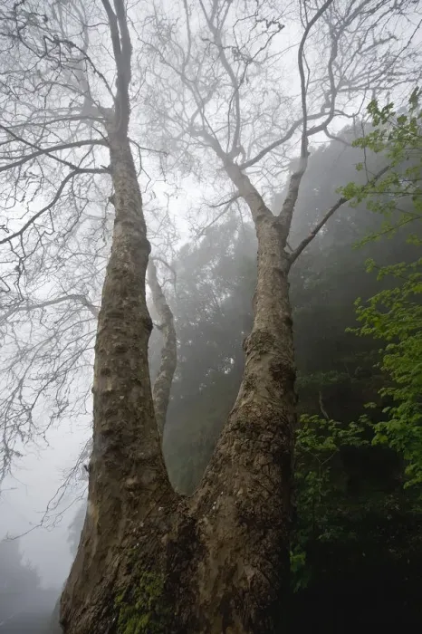 Framed Print : Plane tree (Platanus sp) in mist, Ribeiro Frio area, Madeira, March 2009 Framed Print : Plane tree (Platanus sp) in mist, Ribeiro Frio area, Madeira, March 2009