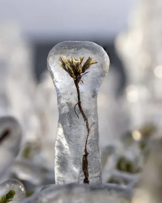 Framed Print : Plant encased in ice after a storm. Lake Tornetrask, North Sweden. October Framed Print : Plant encased in ice after a storm. Lake Tornetrask, North Sweden. October