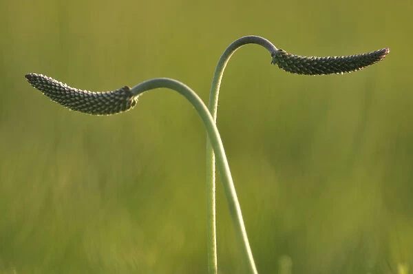 Two Plantain (Plantago sp) seed heads, Poland, May 2009