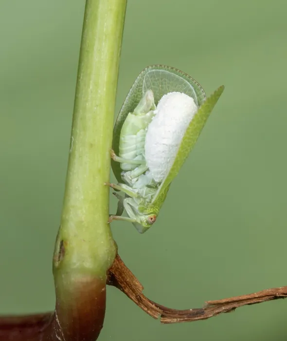 Framed Print : Planthopper parasite moth (Fulgoraecia exigua) caterpillar parasitizing a Green cone-headed planthopper (Acanalonia conica), John Heinz National Wildlife Refuge, Philadelphia Framed Print : Planthopper parasite moth (Fulgoraecia exigua) caterpillar parasitizing a Green cone-headed planthopper (Acanalonia conica), John Heinz National Wildlife Refuge, Philadelphia