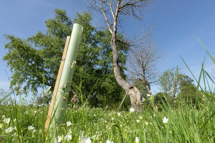 Framed Print : Plastic tree guard around Aspen (Populus tremula) sapling to protect from grazing by deer and sheep, Cairngorms National Park, Scotland, UK. May Framed Print : Plastic tree guard around Aspen (Populus tremula) sapling to protect from grazing by deer and sheep, Cairngorms National Park, Scotland, UK. May
