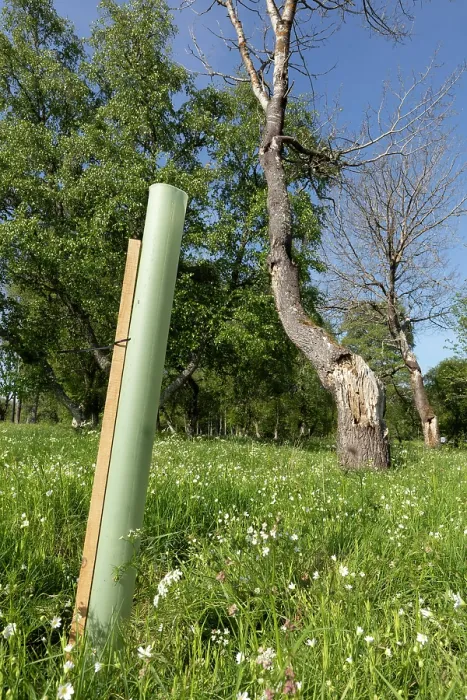 Framed Print : Plastic tree guard around Aspen (Populus tremula) sapling to protect from grazing by deer and sheep, Cairngorms National Park, Scotland, UK. May Framed Print : Plastic tree guard around Aspen (Populus tremula) sapling to protect from grazing by deer and sheep, Cairngorms National Park, Scotland, UK. May