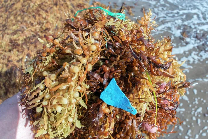 Framed Print : Plastic waste caught up in Sargassum (Sargassum sp.) on the shore, Playa Grande, Punta de Abona. Tenerife, Canary Islands