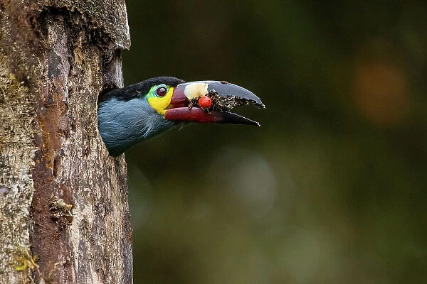 Plate-billed mountain toucan (Andigena laminirostris) peering our from nest hole in tree trunk with food in beak, Mindo, Pichincha, Ecuador
