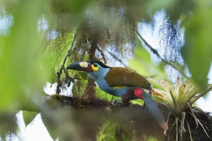 Framed Print : Plate billed mountain toucan (Andigena laminirostris) Bellavista cloud forest private reserve Framed Print : Plate billed mountain toucan (Andigena laminirostris) Bellavista cloud forest private reserve