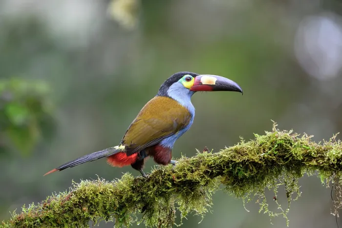 Framed Print : Plate-billed mountain toucan (Andigena laminirostris) perched on branch in cloud forest understorey, near Mindo, upper Pacific slope, Ecuador. Controlled conditions Framed Print : Plate-billed mountain toucan (Andigena laminirostris) perched on branch in cloud forest understorey, near Mindo, upper Pacific slope, Ecuador. Controlled conditions