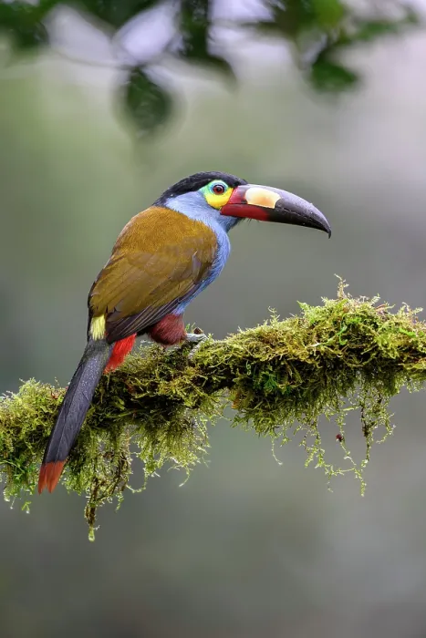 Framed Print : Plate-billed mountain toucan (Andigena laminirostris) perched on branch in cloud forest understorey, near Mindo, upper Pacific slope, Ecuador. Controlled conditions Framed Print : Plate-billed mountain toucan (Andigena laminirostris) perched on branch in cloud forest understorey, near Mindo, upper Pacific slope, Ecuador. Controlled conditions