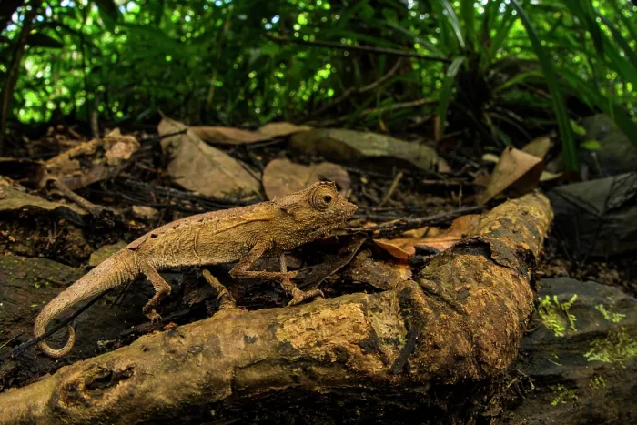 Framed Print : Plated leaf chameleon (Brookesia stumpffi) walking on leaf litter, Lokobe Nature Reserve, Nosy Be, Madagascar Framed Print : Plated leaf chameleon (Brookesia stumpffi) walking on leaf litter, Lokobe Nature Reserve, Nosy Be, Madagascar