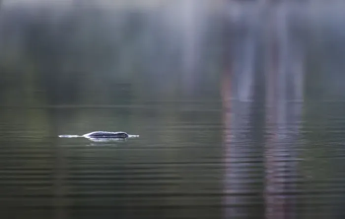 Framed Print : Platypus (Ornithorhynchus anatinus) in early morning light on Lake Elizabeth, Great Framed Print : Platypus (Ornithorhynchus anatinus) in early morning light on Lake Elizabeth, Great