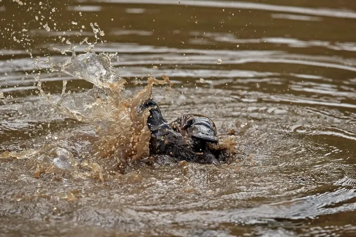 Framed Print : Two Platypus (Ornithorhynchus anatinus) fighting at surface of small lake, Tasmania, Australia Framed Print : Two Platypus (Ornithorhynchus anatinus) fighting at surface of small lake, Tasmania, Australia