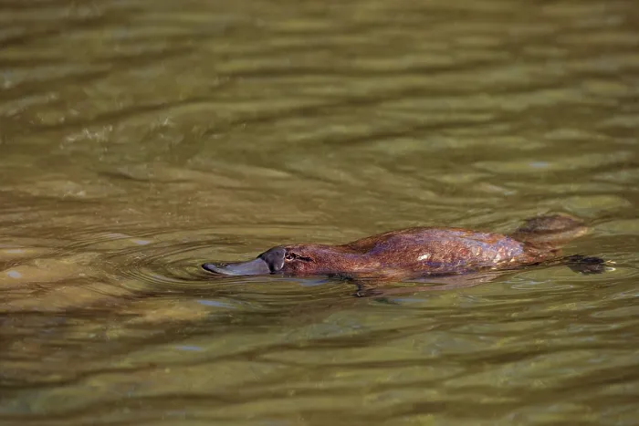 Framed Print : Platypus (Ornithorhynchus anatinus) swimming on surface of lake, Tasmania, Australia Framed Print : Platypus (Ornithorhynchus anatinus) swimming on surface of lake, Tasmania, Australia