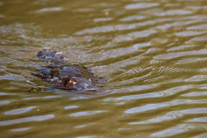 Framed Print : Platypus (Ornithorhynchus anatinus) swimming on surface of small lake, Tasmania, Australia Framed Print : Platypus (Ornithorhynchus anatinus) swimming on surface of small lake, Tasmania, Australia