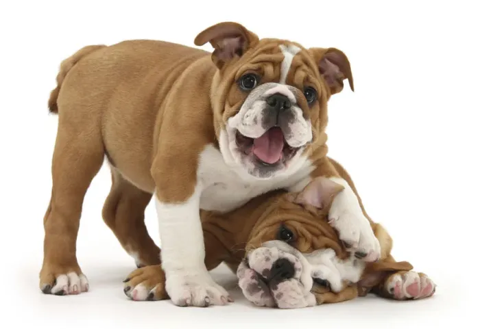 Framed Print : Two playful Bulldog puppies, 11 weeks Framed Print : Two playful Bulldog puppies, 11 weeks