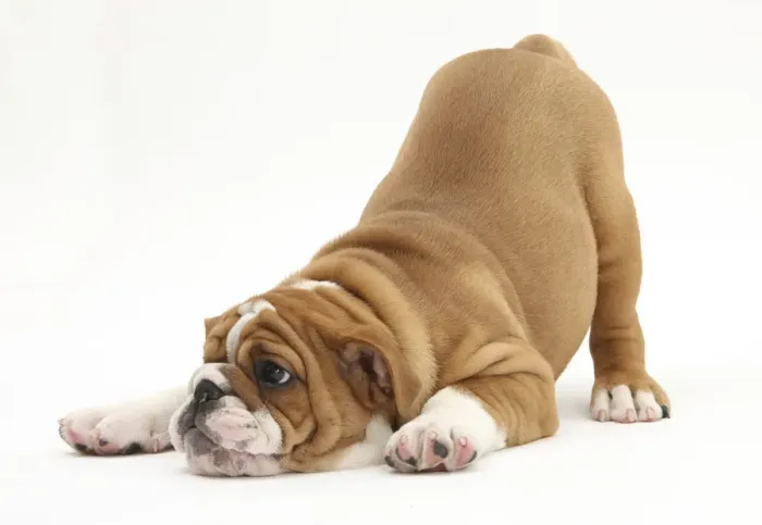 Framed Print : Playful Bulldog puppy, 11 weeks, in play-bow Framed Print : Playful Bulldog puppy, 11 weeks, in play-bow