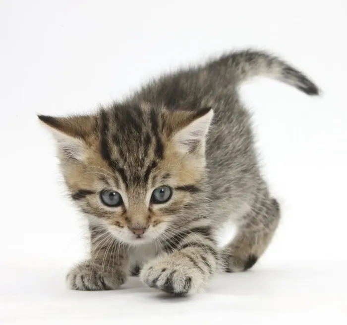 Framed Print : Playful tabby kitten, Stanley, 6 weeks Framed Print : Playful tabby kitten, Stanley, 6 weeks