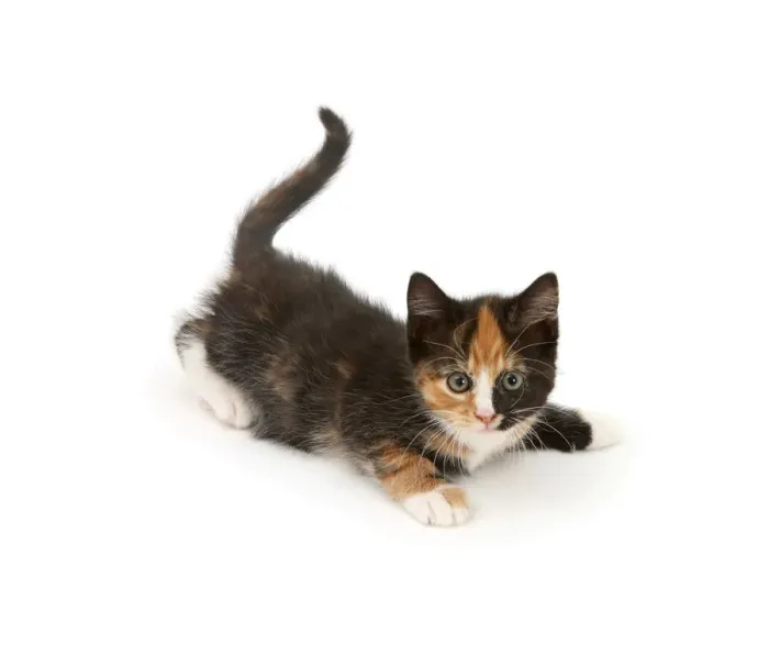 Framed Print : Playful tortoiseshell kitten Framed Print : Playful tortoiseshell kitten
