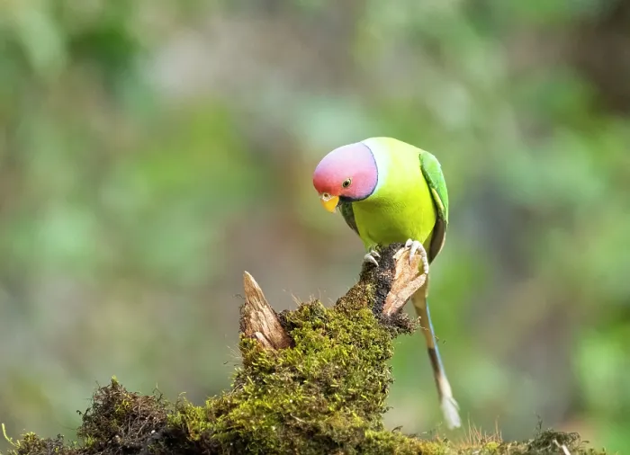 Framed Print : Plum-headed parakeet (Psittacula cyanocephala) male, perched on mossy branch, Sattal, Uttarakhand, India