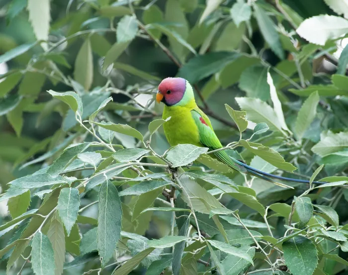 Framed Print : Plum-headed parakeet (Psittacula cyanocephala) male, perched in tree, Sattal, Uttarakhand, India Framed Print : Plum-headed parakeet (Psittacula cyanocephala) male, perched in tree, Sattal, Uttarakhand, India