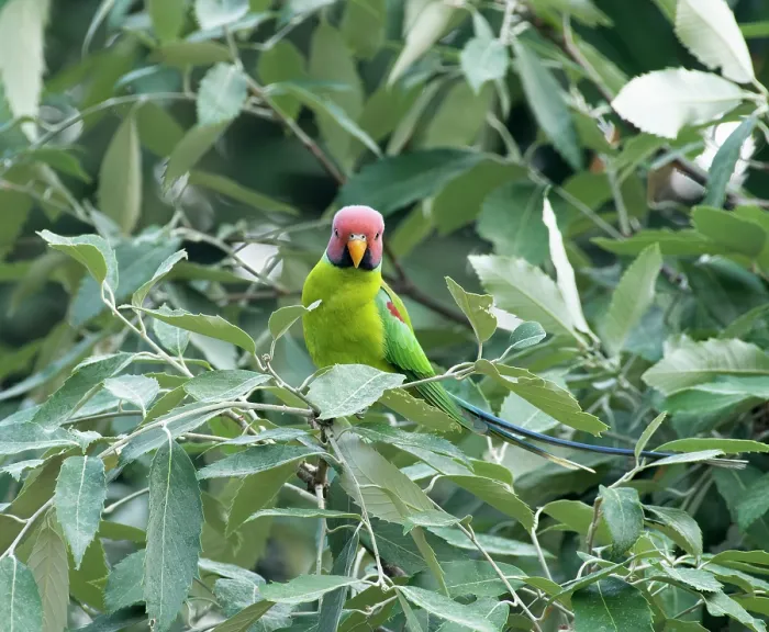 Framed Print : Plum-headed parakeet (Psittacula cyanocephala) male, perched in tree, Sattal, Uttarakhand, India Framed Print : Plum-headed parakeet (Psittacula cyanocephala) male, perched in tree, Sattal, Uttarakhand, India