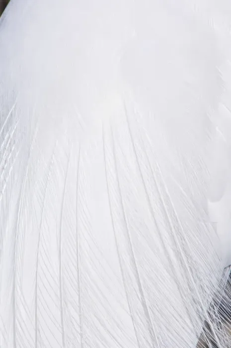 Framed Print : Detail of plumage of Great White Egret / Heron (Ardea herodia occidentalis). Ding Darling Reserve Framed Print : Detail of plumage of Great White Egret / Heron (Ardea herodia occidentalis). Ding Darling Reserve