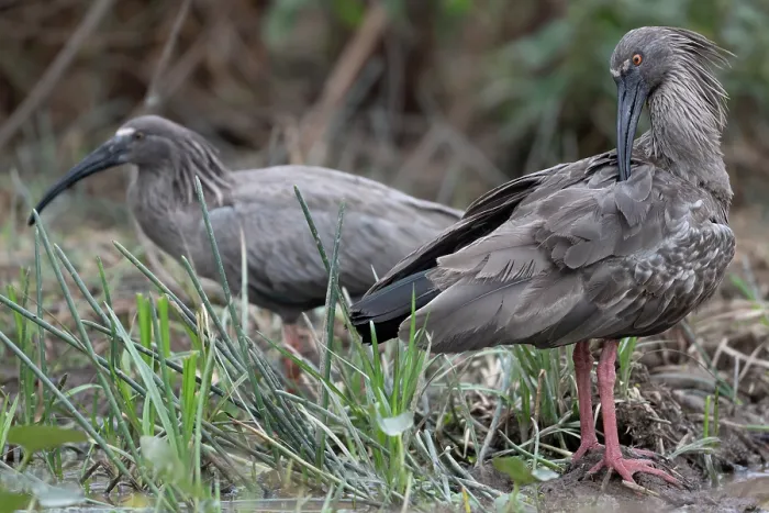 Framed Print : Two Plumbeus ibis (Theristicus caerulescens) one preening, Aguaisal, El Beni, Bolivia Framed Print : Two Plumbeus ibis (Theristicus caerulescens) one preening, Aguaisal, El Beni, Bolivia