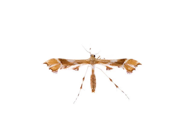 Plume moth (Pterophoridae family) Fliess, Naturpark Kaunergrat, Tirol, Austria, July