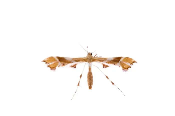 Framed Print : Plume moth (Pterophoridae family) Fliess, Naturpark Kaunergrat, Tirol, Austria, July Framed Print : Plume moth (Pterophoridae family) Fliess, Naturpark Kaunergrat, Tirol, Austria, July