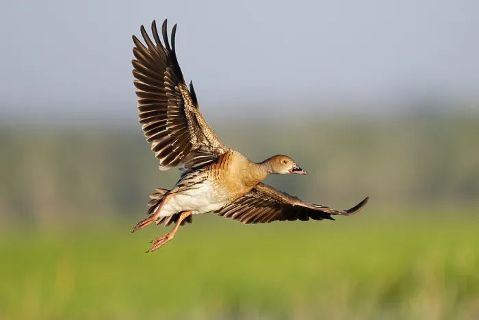 Framed Print : Plumed whistling duck (Dendrocygna eytoni) taking flight, Corroborree Billabong, Northern Territory, Australia Framed Print : Plumed whistling duck (Dendrocygna eytoni) taking flight, Corroborree Billabong, Northern Territory, Australia