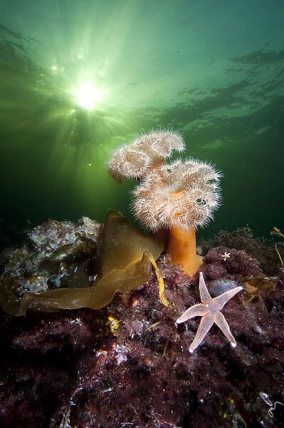 Plumose anemones (Metridium senile) and common starfish (Asterias rubens) beneath
