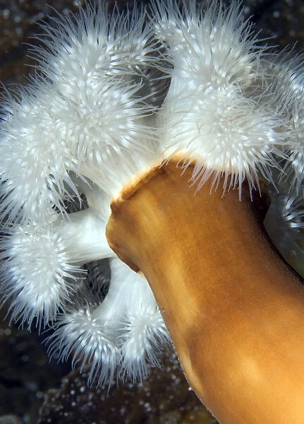Plumose sea anemone (Metridium senile) Lofoten, Norway, November 2008