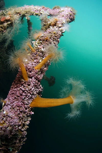 Plumose sea anemones (Metridium senile) on a ship wreck, Lofoten, Norway, November 2008