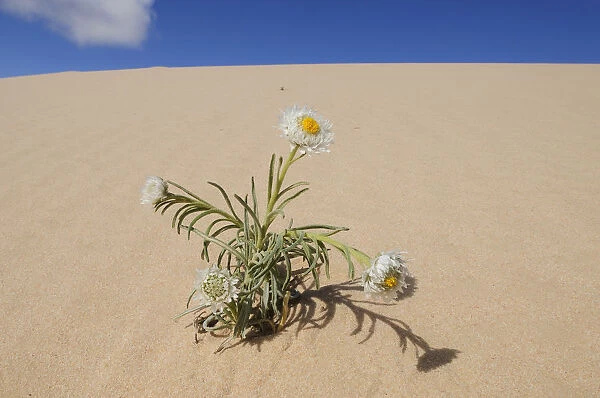 Poached egg daisy (Polycalymma stuartii) plant flowering on sand dune, Mungo National Park