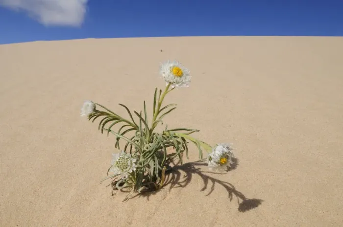 Framed Print : Poached egg daisy (Polycalymma stuartii) plant flowering on sand dune, Mungo National Park Framed Print : Poached egg daisy (Polycalymma stuartii) plant flowering on sand dune, Mungo National Park