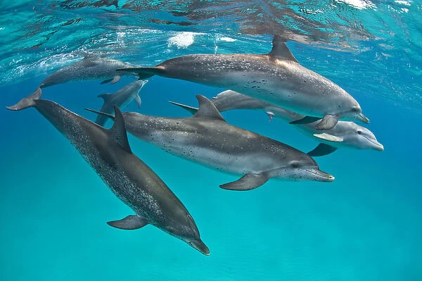 Pod of Atlantic spotted dolphins (Stenella frontalis) accompanied by a young male