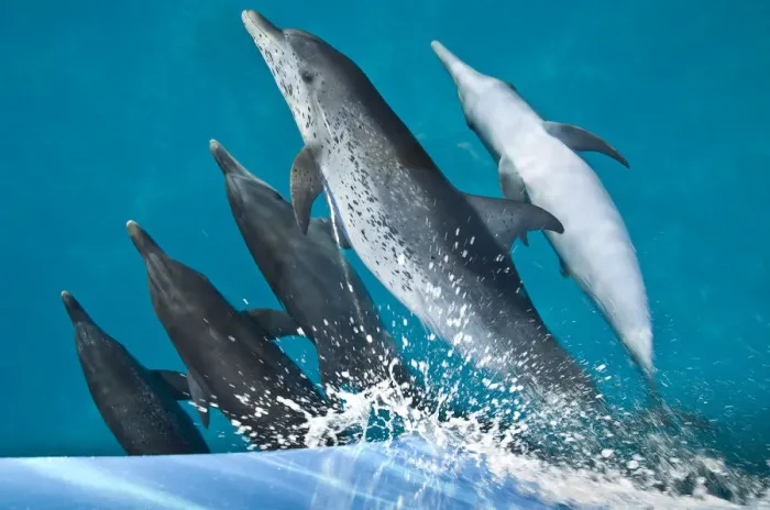 Framed Print : A pod of Atlantic spotted dolphins (Stenella frontalis) riding on the bow wave of a boat Framed Print : A pod of Atlantic spotted dolphins (Stenella frontalis) riding on the bow wave of a boat