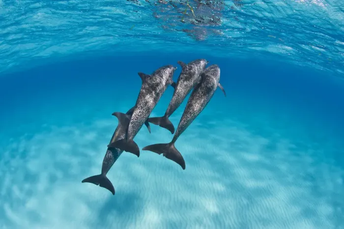 Framed Print : A pod of Atlantic spotted dolphins (Stenella frontalis) swim together over a shallow sand bank Framed Print : A pod of Atlantic spotted dolphins (Stenella frontalis) swim together over a shallow sand bank