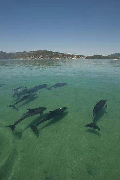 A pod of Bottlenose dolphins (Tursiops truncatus) swimming into the Sado river, Portugal