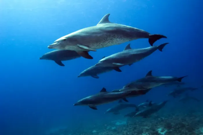 Framed Print : Pod of Bottlenose Dolphins (Tursiops truncatus). Egypt, Red Sea Framed Print : Pod of Bottlenose Dolphins (Tursiops truncatus). Egypt, Red Sea