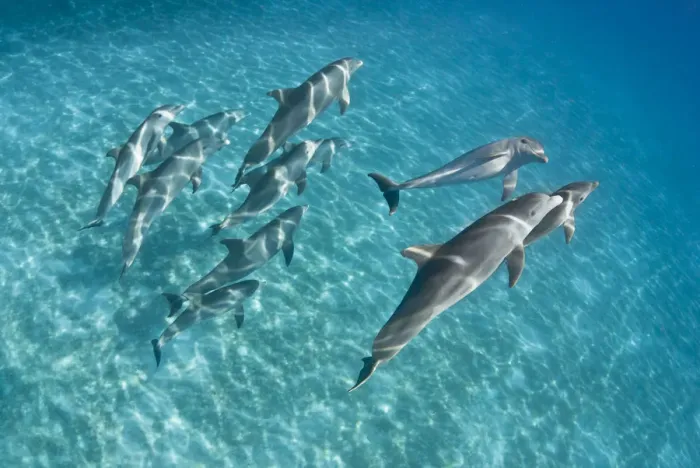 Framed Print : A pod of Bottlenose dolphins (Tursiops truncatus) swimming over a sand bank. Sandy Ridge